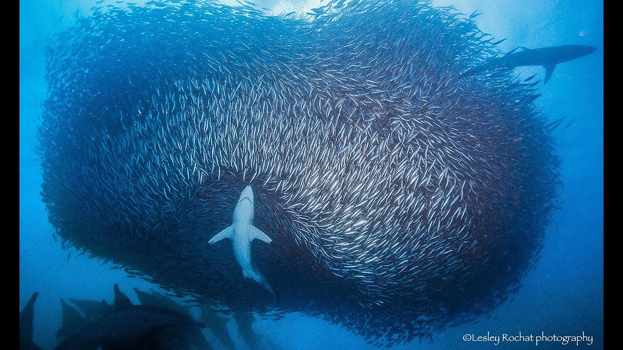 TOP 10 Dive Sites of South Africa